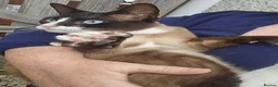Snowshoe cats for sale: Retired breeding snowshoe looking for forever home - Advert 3