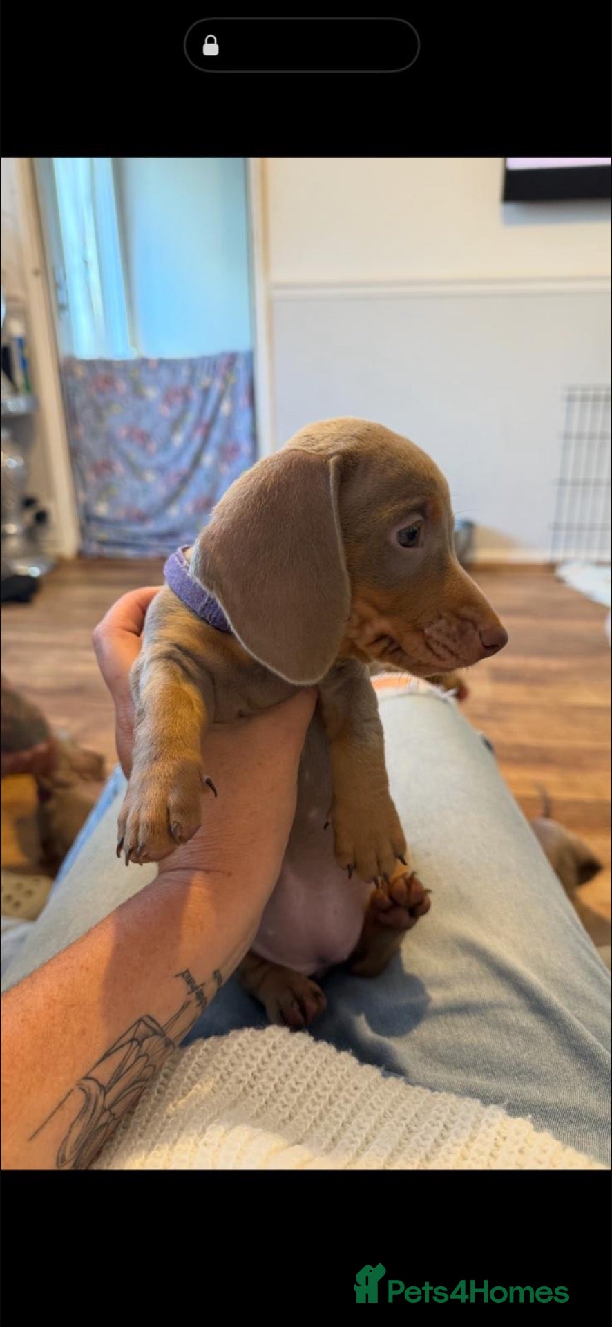 Dachshund dogs Miniture dachshund  - Advert 1