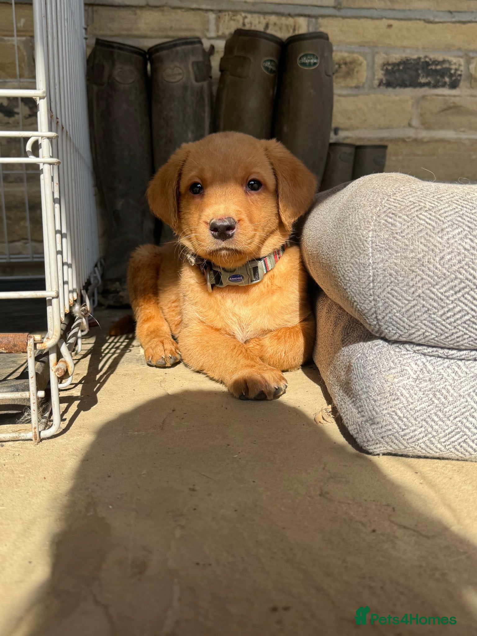 Labrador Retriever dogs Fox Red Labradors READY TO LEAVE  - Advert 1