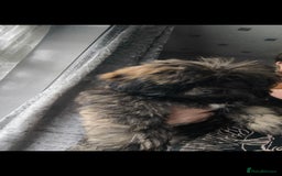 Lhasa Apso dogs for sale: Lhasa apso puppy last beautiful boy left 🩵 - Image 2