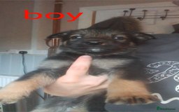 Mixed Breed dogs for sale: Gorgeous German shepherd x puppies  - Image 2