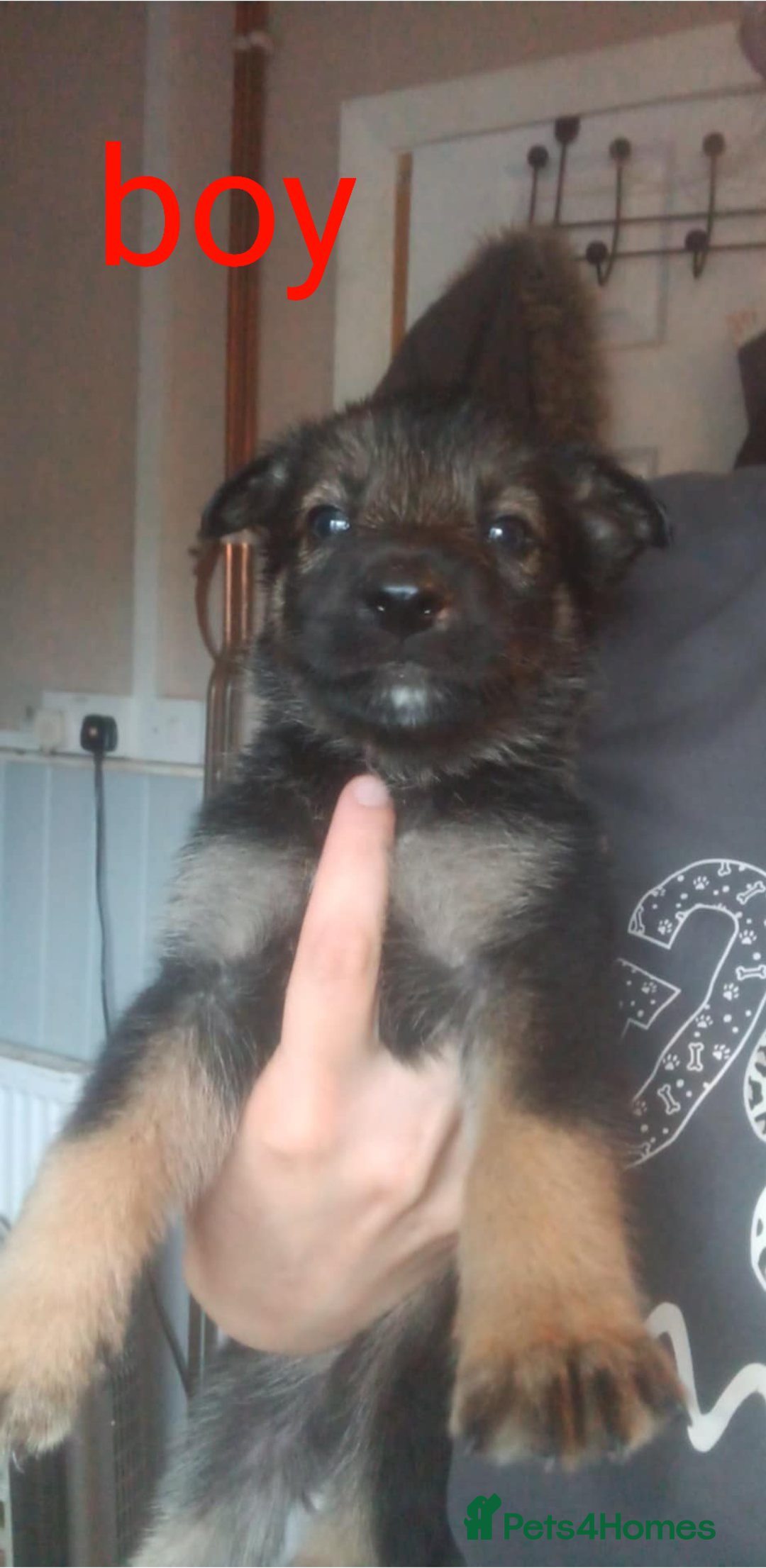 Mixed Breed dogs for sale: Gorgeous German shepherd x puppies  - Image 2