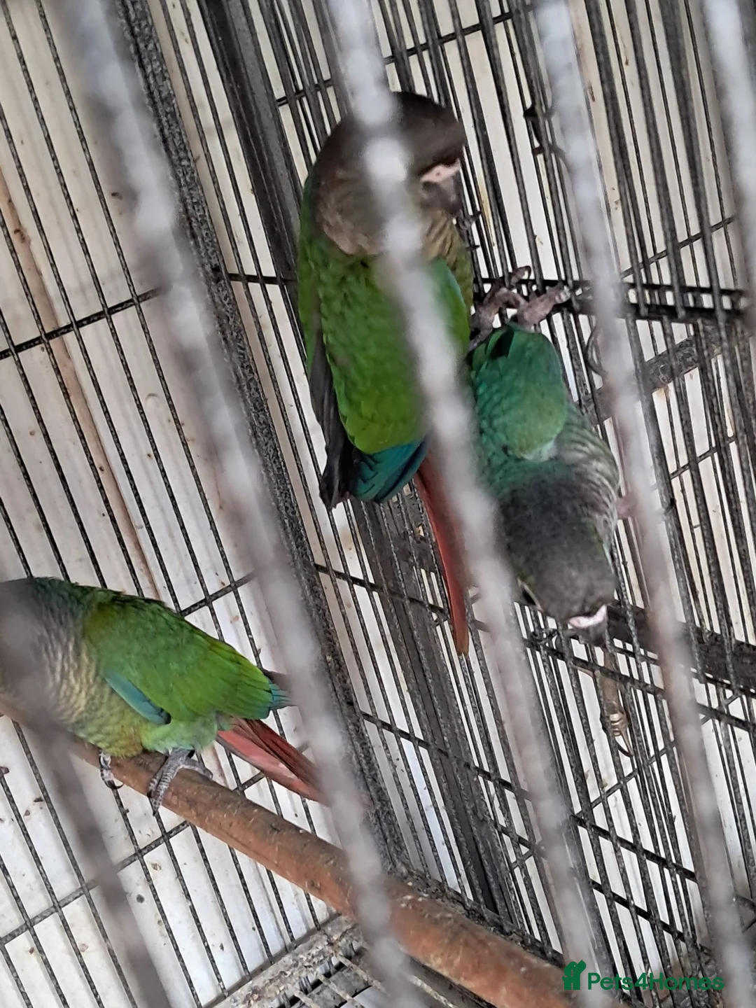Conures birds for sale: Baby Conures  - Advert 2