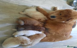Chow Chow dogs for sale: Chow chow puppies for sale - Image 7