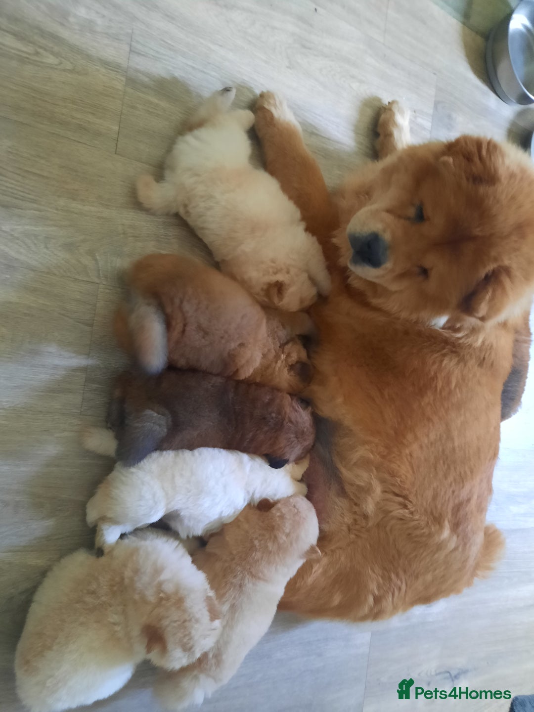 Chow Chow dogs for sale: Chow chow puppies for sale - Image 7
