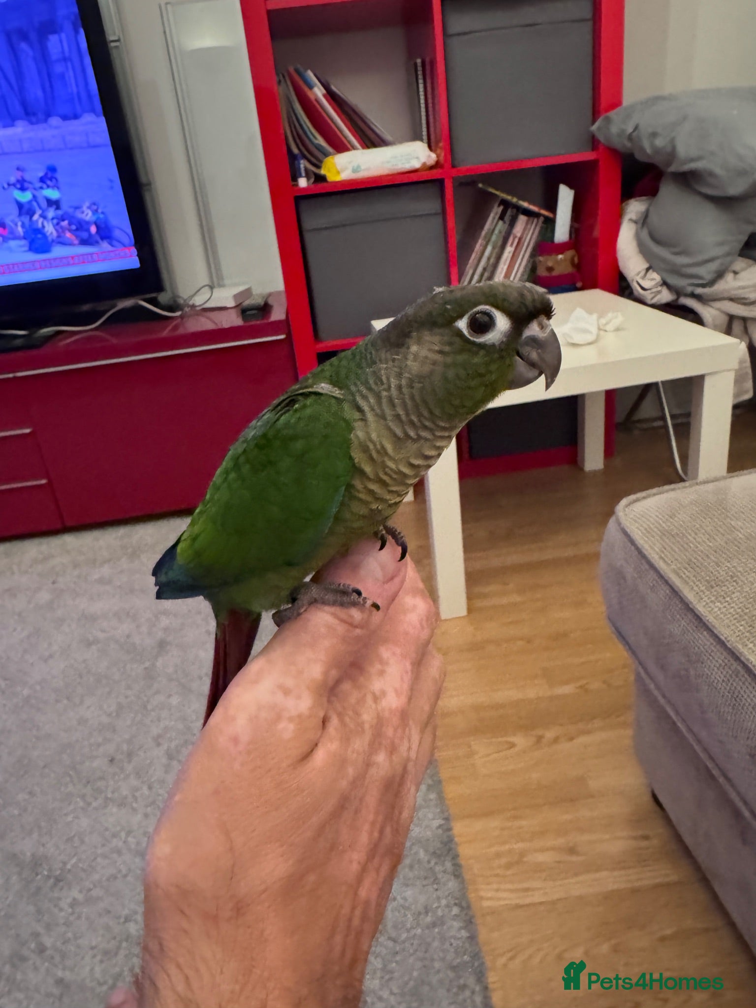 Conures birds Tamed baby conures - Advert 2