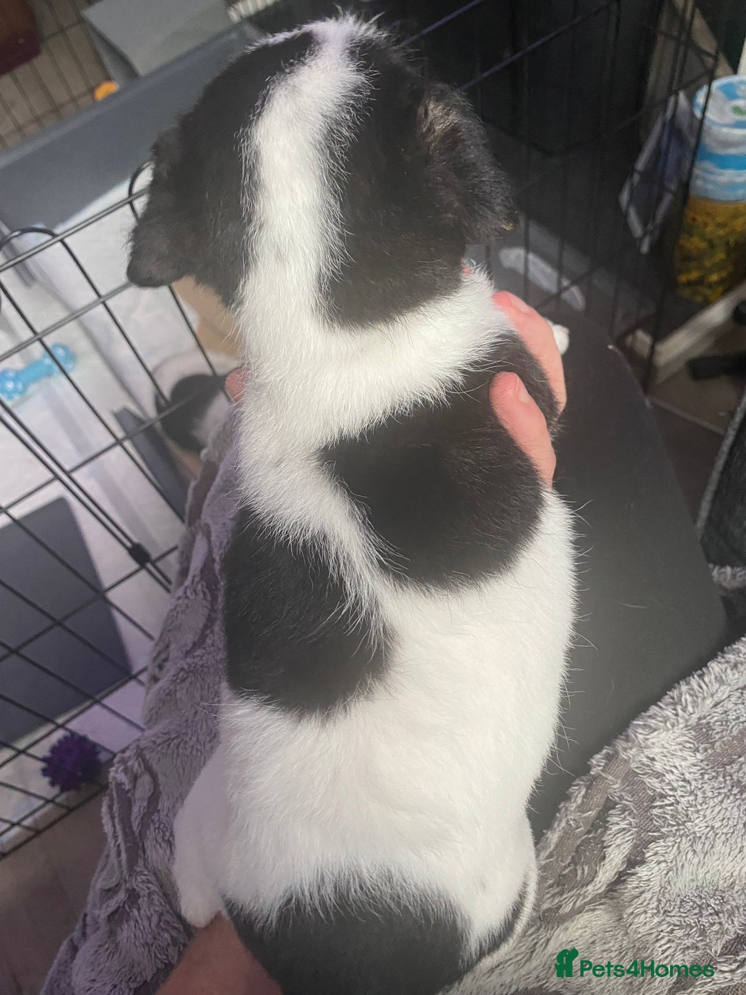 Jack Russell dogs for sale: Jack Russell puppies 1 male 1 female - Image 7