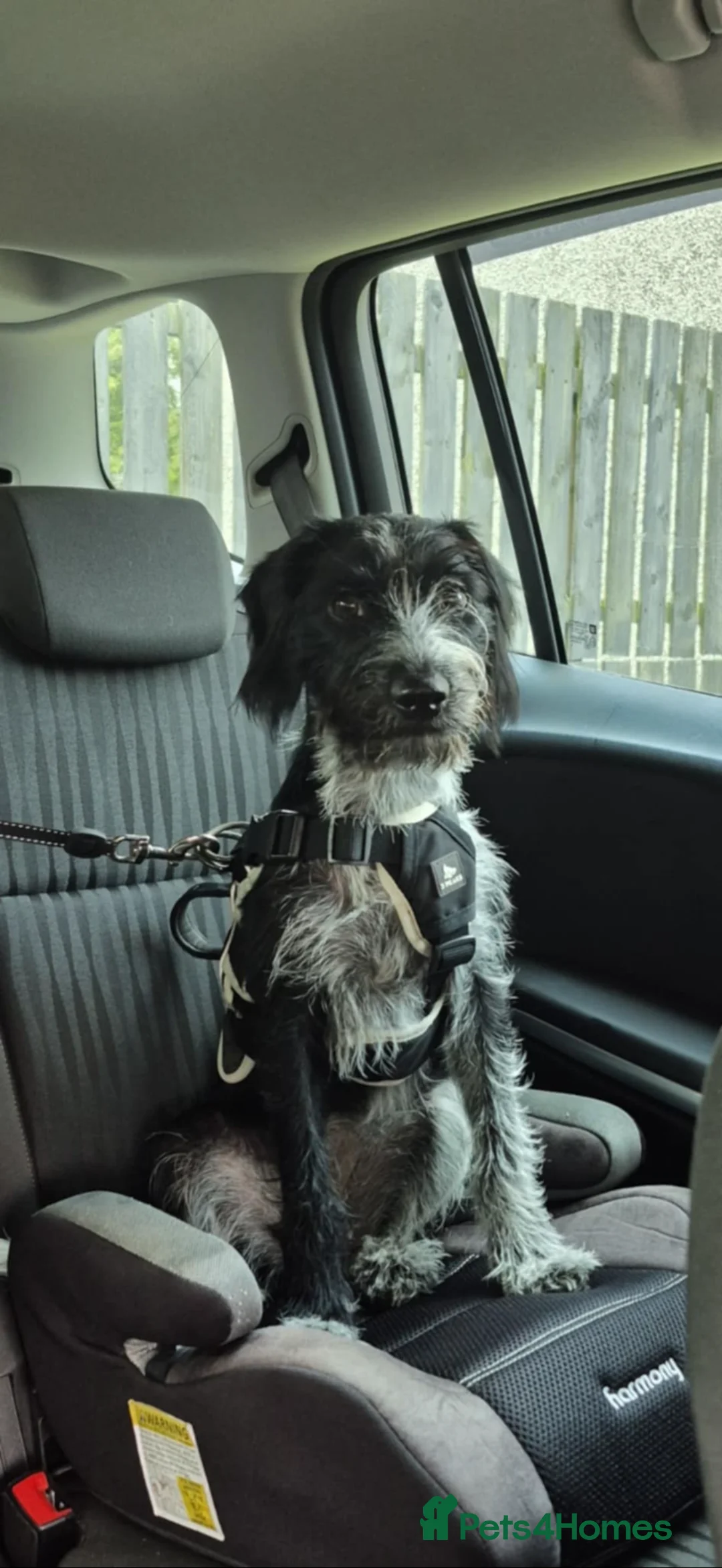 Mixed Breed dogs for sale: Female dachshund/cocker spaniel mix called Pepa in Glenrothes - Advert 2