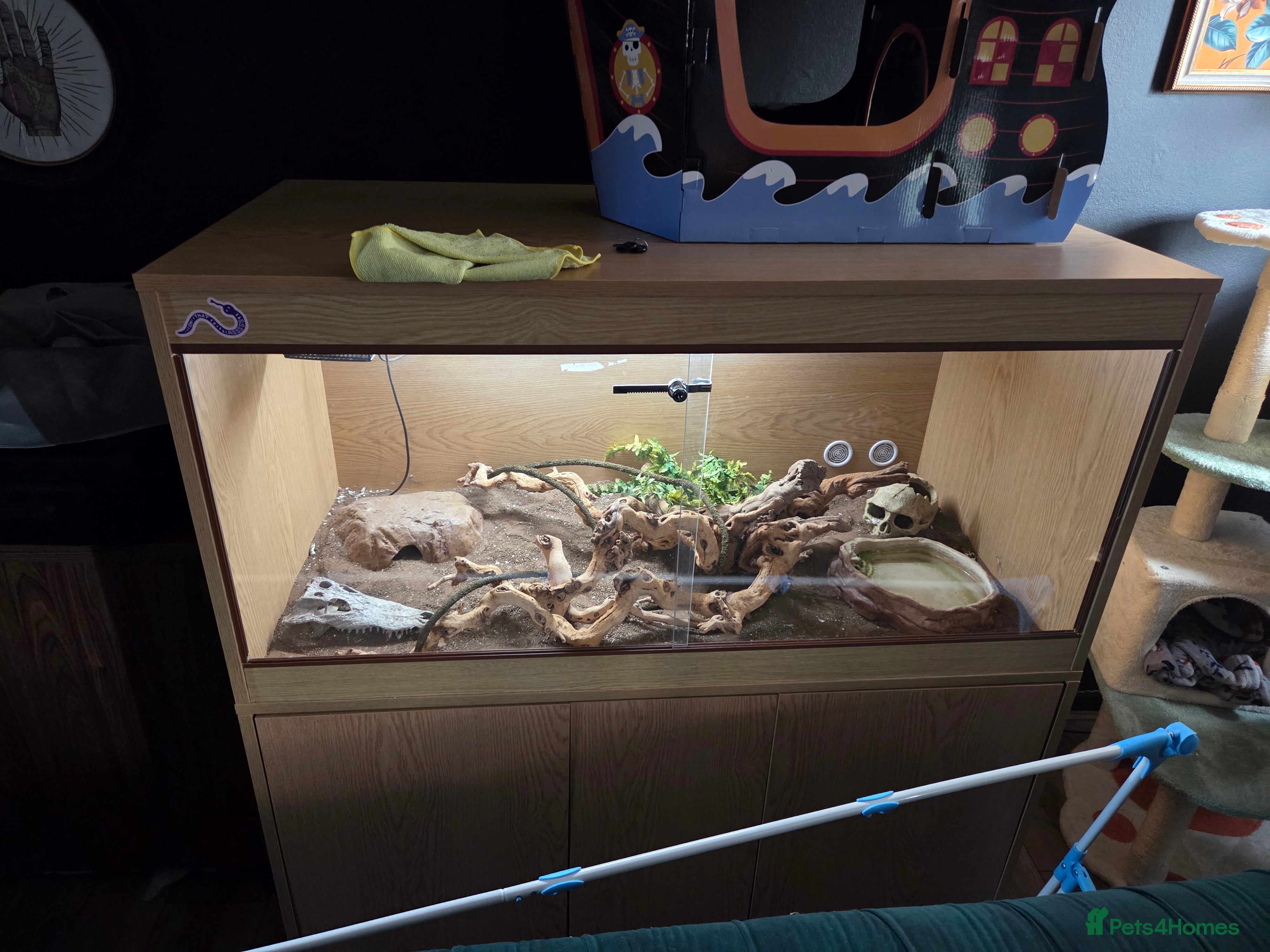 Corn Snake reptiles Happy corn snake comes with full set up  - Advert 1