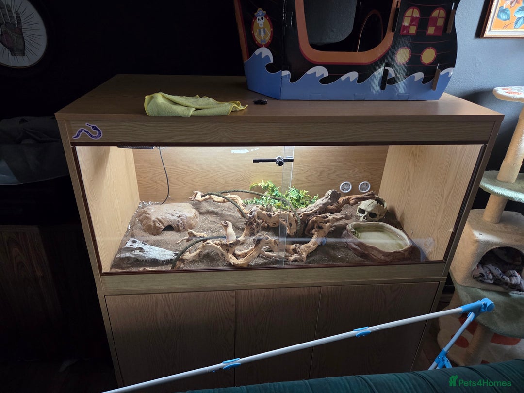 Corn Snake reptiles for sale: Happy corn snake comes with full set up  - Advert 1