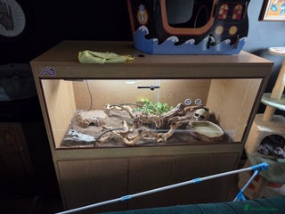 Corn Snake reptiles Happy corn snake comes with full set up - Advert 1