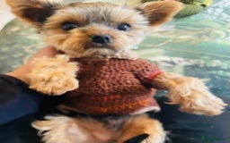 Yorkshire Terrier dogs for stud: Stud only, Exceptional miniature yorkshire terrier - Image 4