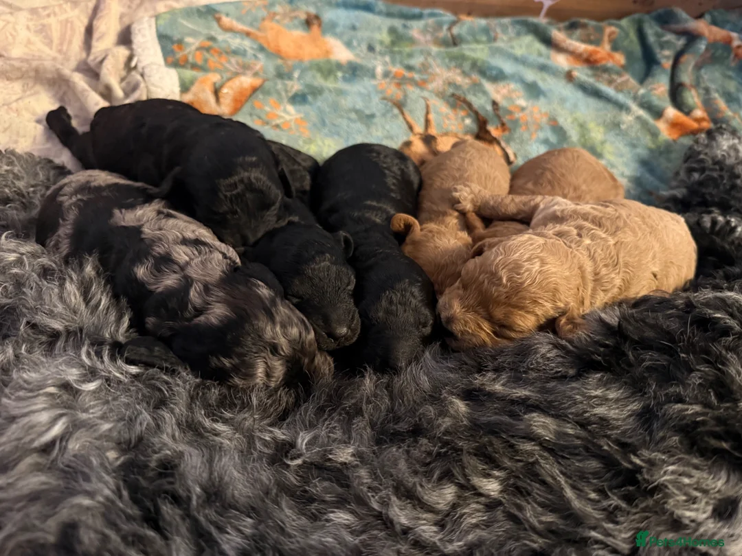 Cockapoo dogs for sale: Cockerpoo puppies F1B  - Advert 14