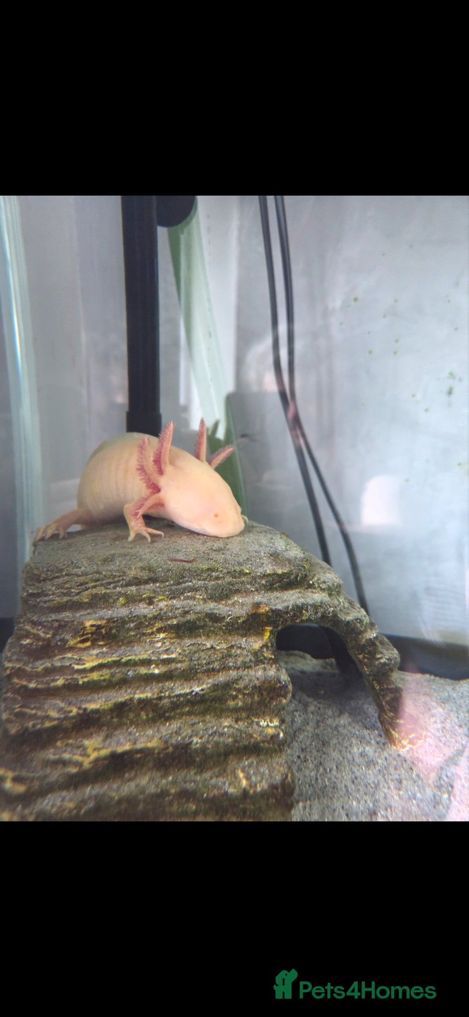 Axolotl reptiles Axelotl for sale - Advert 8
