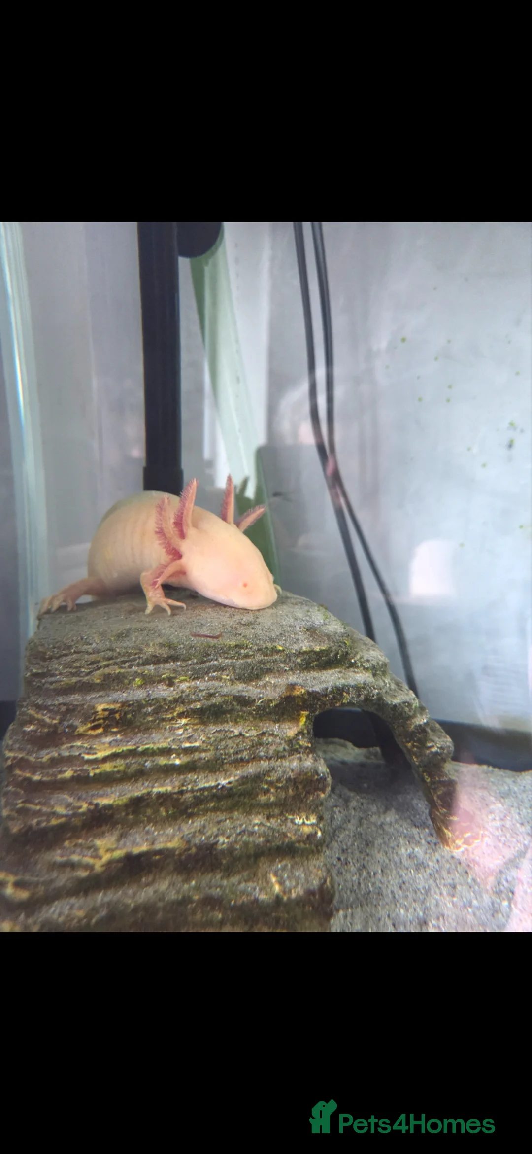 Axolotl reptiles for sale: Axelotl for sale in Liverpool - Advert 1