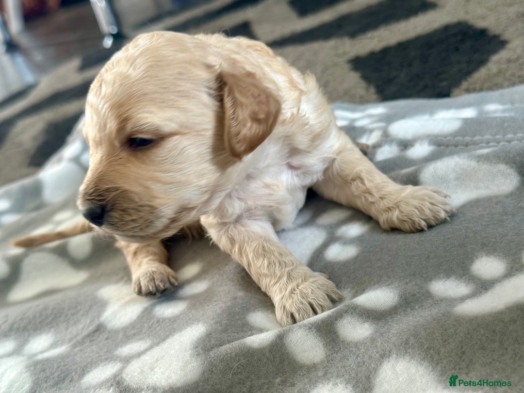 Labradoodle dogs for sale: Beautiful labradoodles for Sale  in Stoke-on-Trent - Image 18