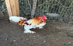 Chickens poultry for sale: 2 Roosters for sale ✨🤍 - Image 4