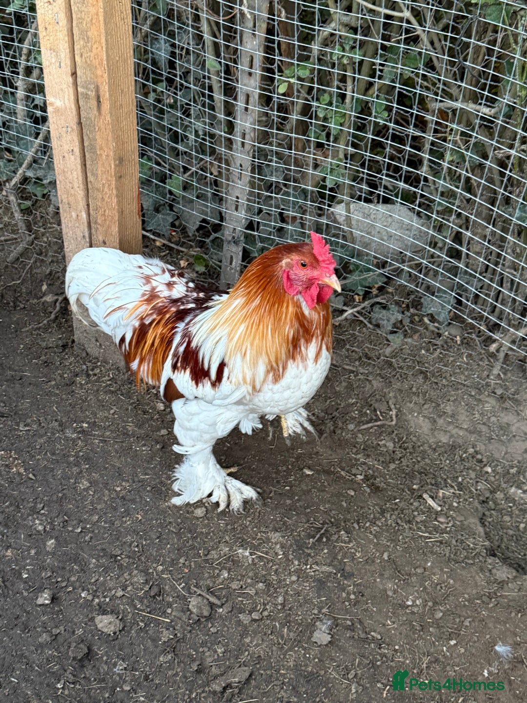 Chickens poultry for sale: 2 Roosters for sale ✨🤍 - Image 4