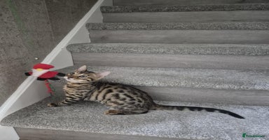Bengal cats in Swindon - Advert 9