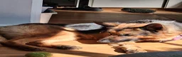 German Shepherd dogs for sale: Indie - Advert 2