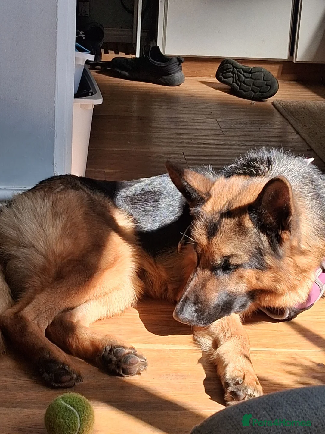 German Shepherd dogs for sale: Indie - Advert 2