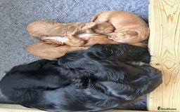Cocker Spaniel dogs for sale: Working Cocker Spaniel Puppies - Image 5
