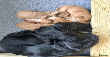 Cocker Spaniel dogs - Advert 14