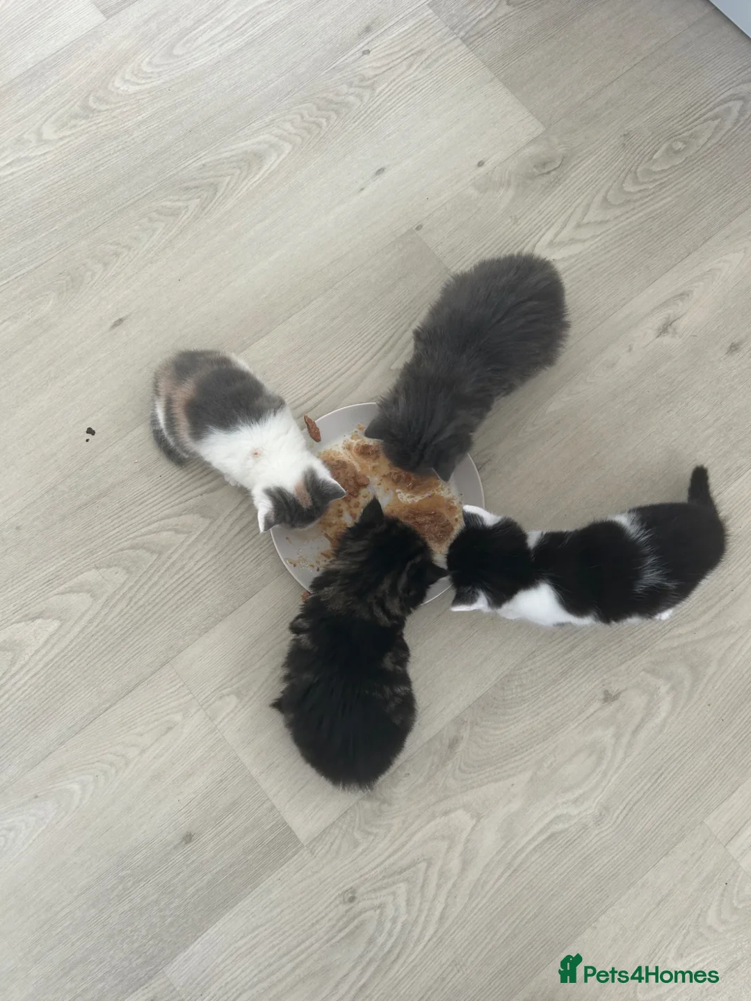 Domestic Shorthair cats for sale: Kittens mixed  - Advert 1