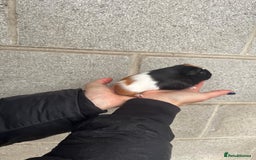 Guinea Pig rodents for sale: Lovely boy looking for his new home! - Image 2