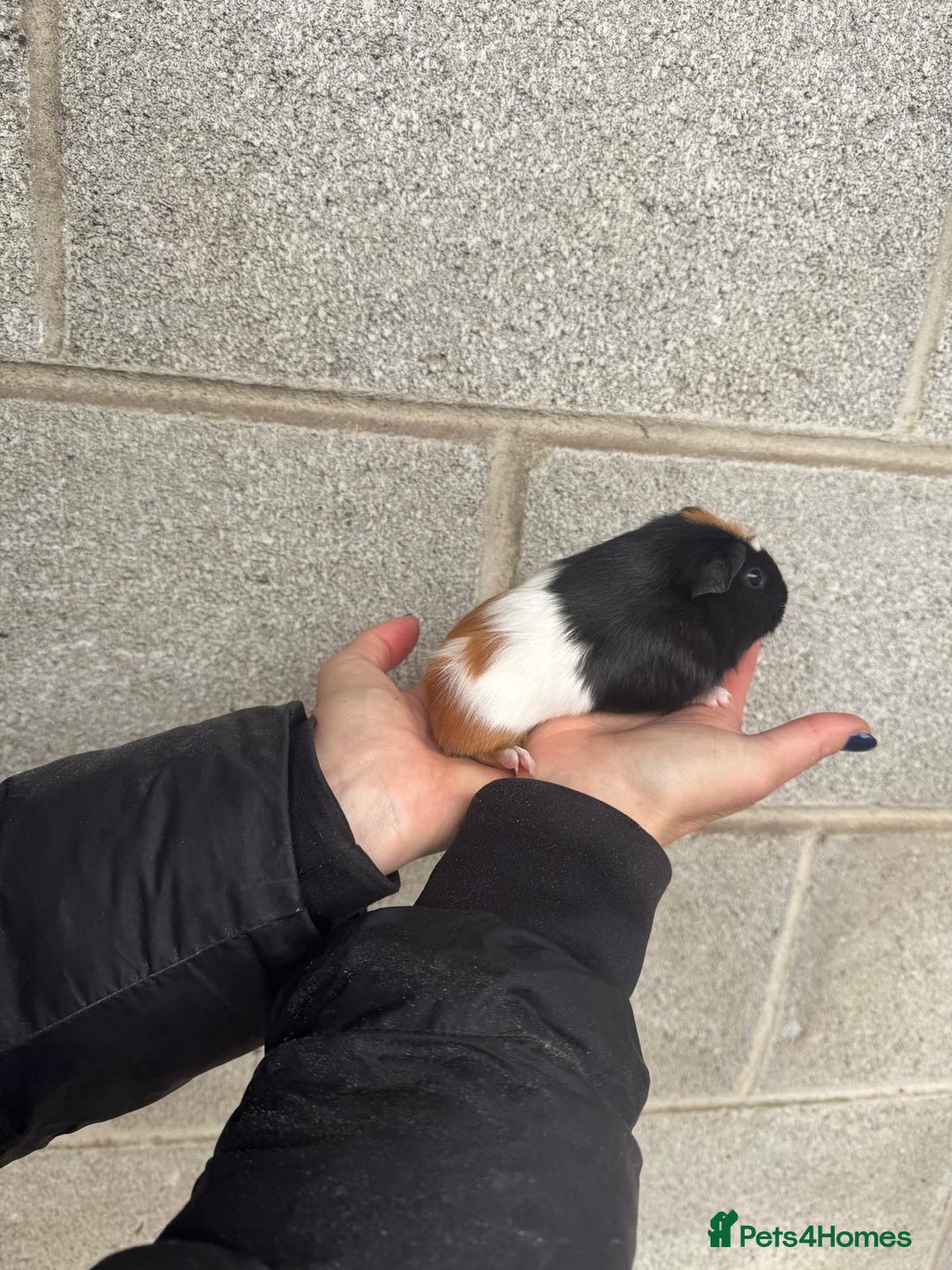 Guinea Pig rodents for sale: Lovely boy looking for his new home! - Image 2
