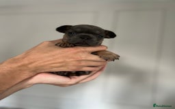 French Bulldog dogs for sale: KC Registered French Bulldogs  - Image 8