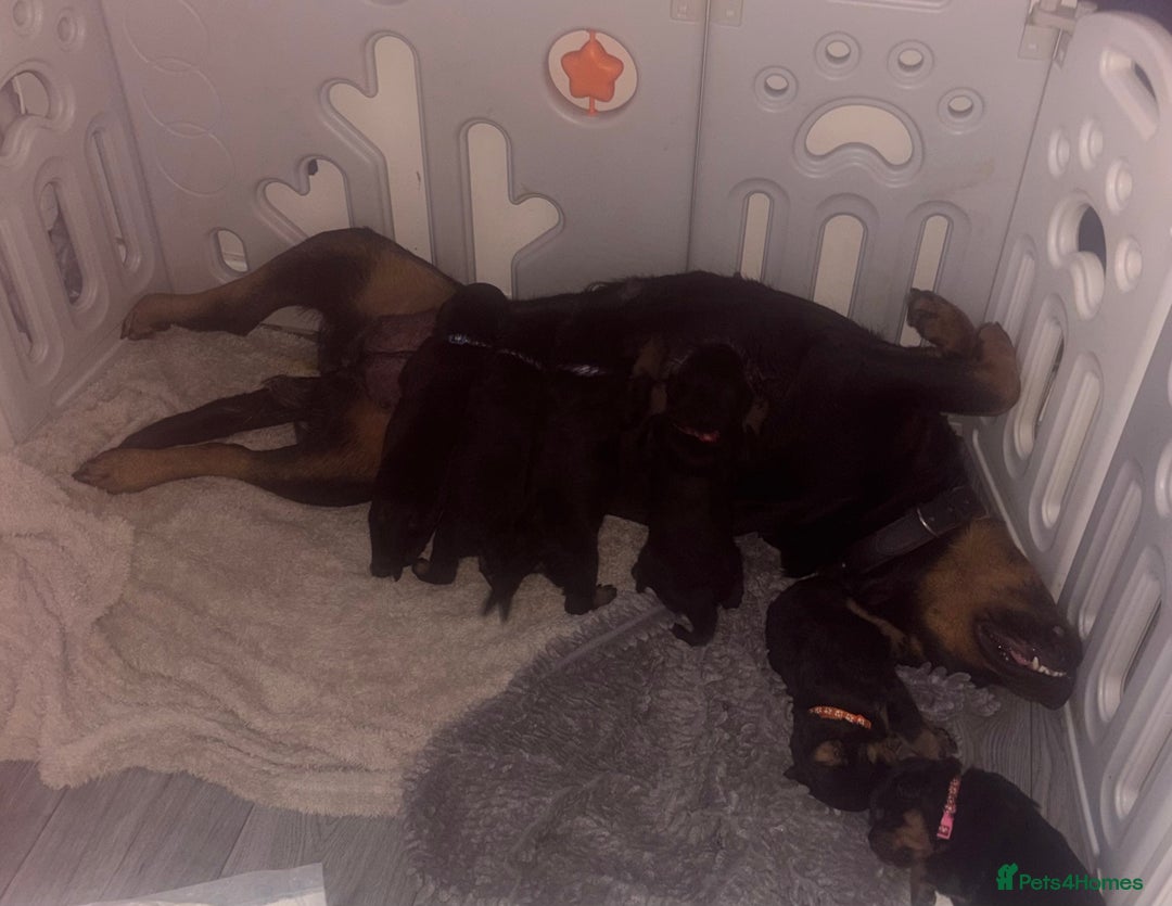 Rottweiler dogs for sale: **7 Pure Breed Rottweiler puppies** - Advert 3