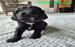 Cockapoo dogs for sale: Gorgeous F2b Cockapoos  - Image 2