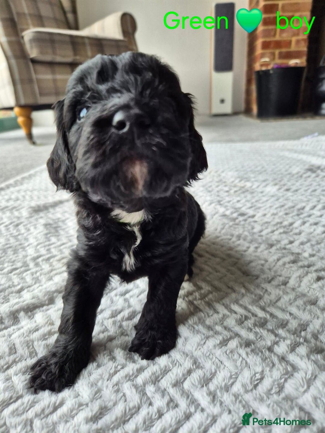 Cockapoo dogs for sale: Gorgeous F2b Cockapoos  - Image 2