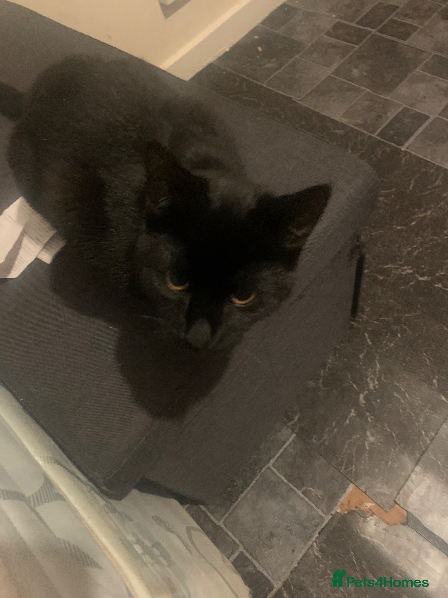 Mixed Breed cats for sale: I am selling my kitten - Advert 1