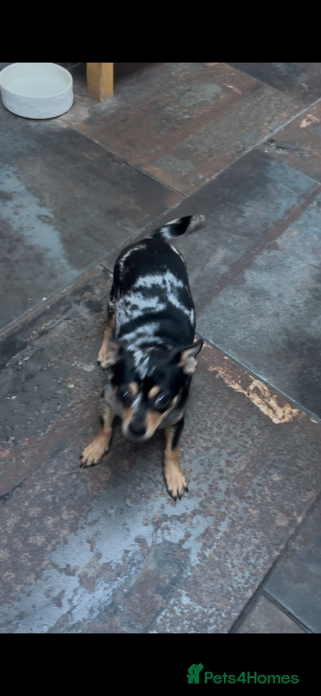 Chihuahua dogs for sale: Merle Stunning Little Girl - Advert 5