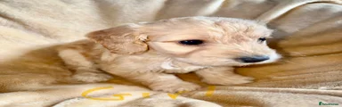 Cockapoo 1