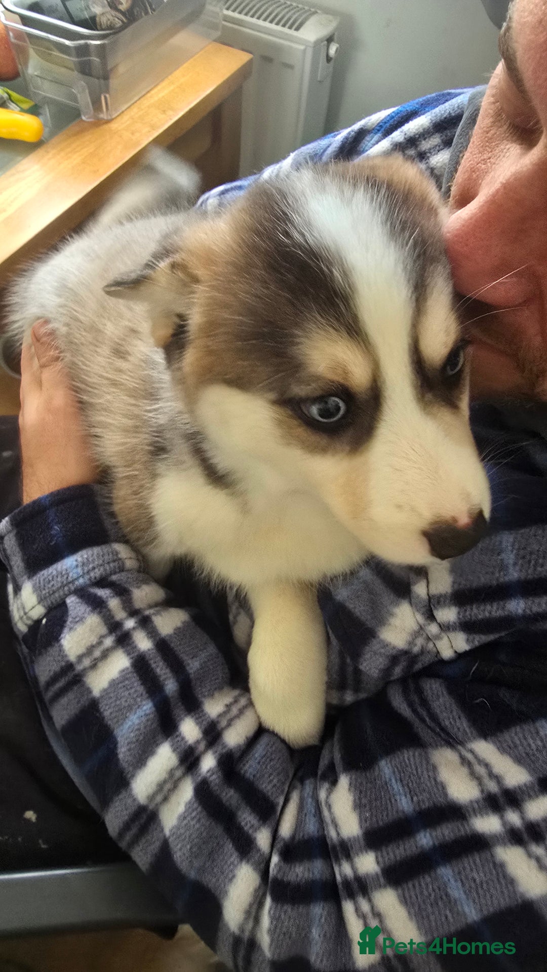 Pomsky dogs for sale: LAST Pomsky Puppy for Sale - Advert 27