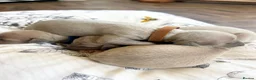 Italian Greyhound dogs for sale: Health tested KC reg Italian Greyhound Puppies  - Advert 5