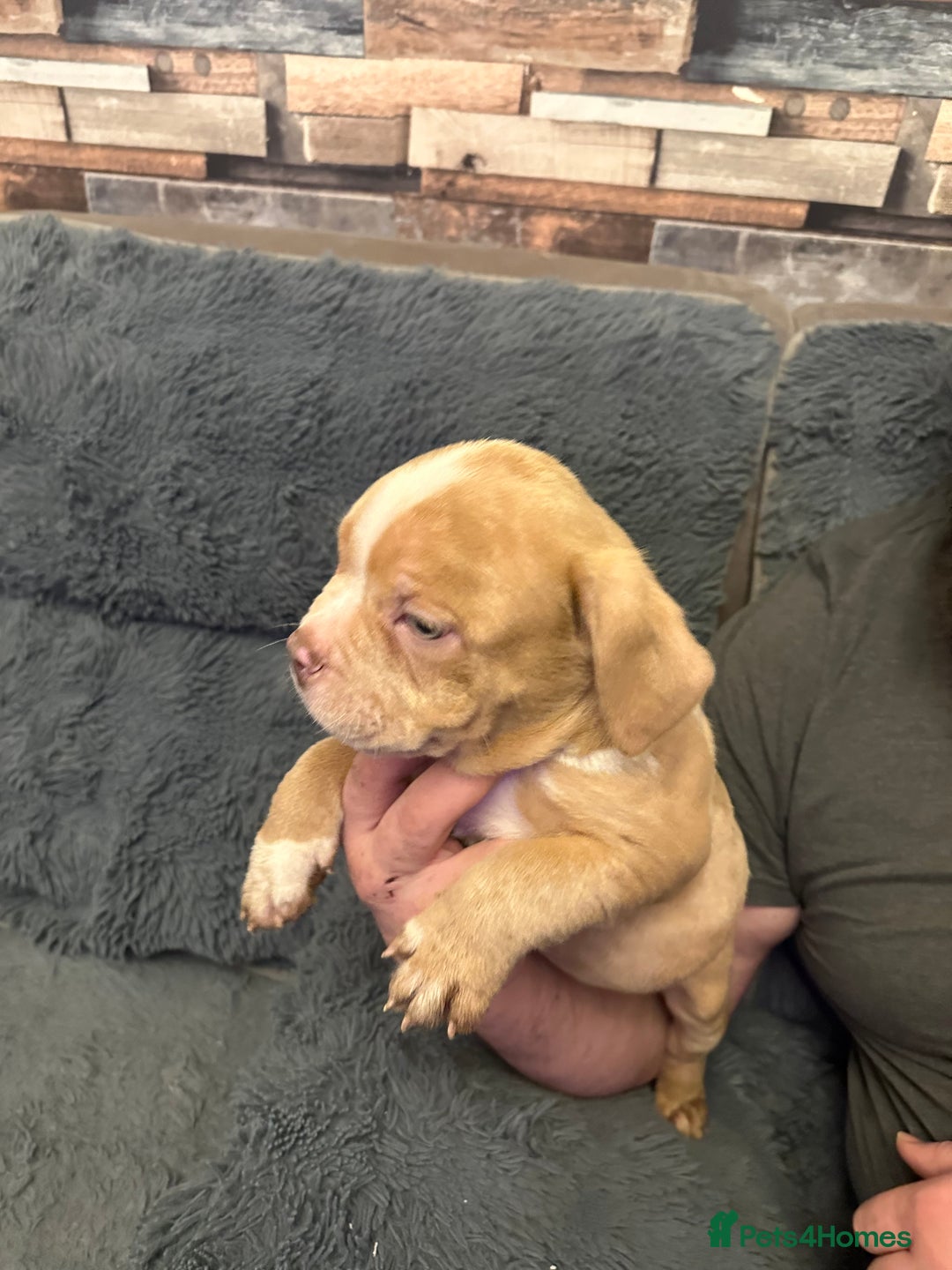 American Bully dogs for sale: ABKC REGISTERED Pocket Exotic/Extreme Bully PUPS! - Advert 22