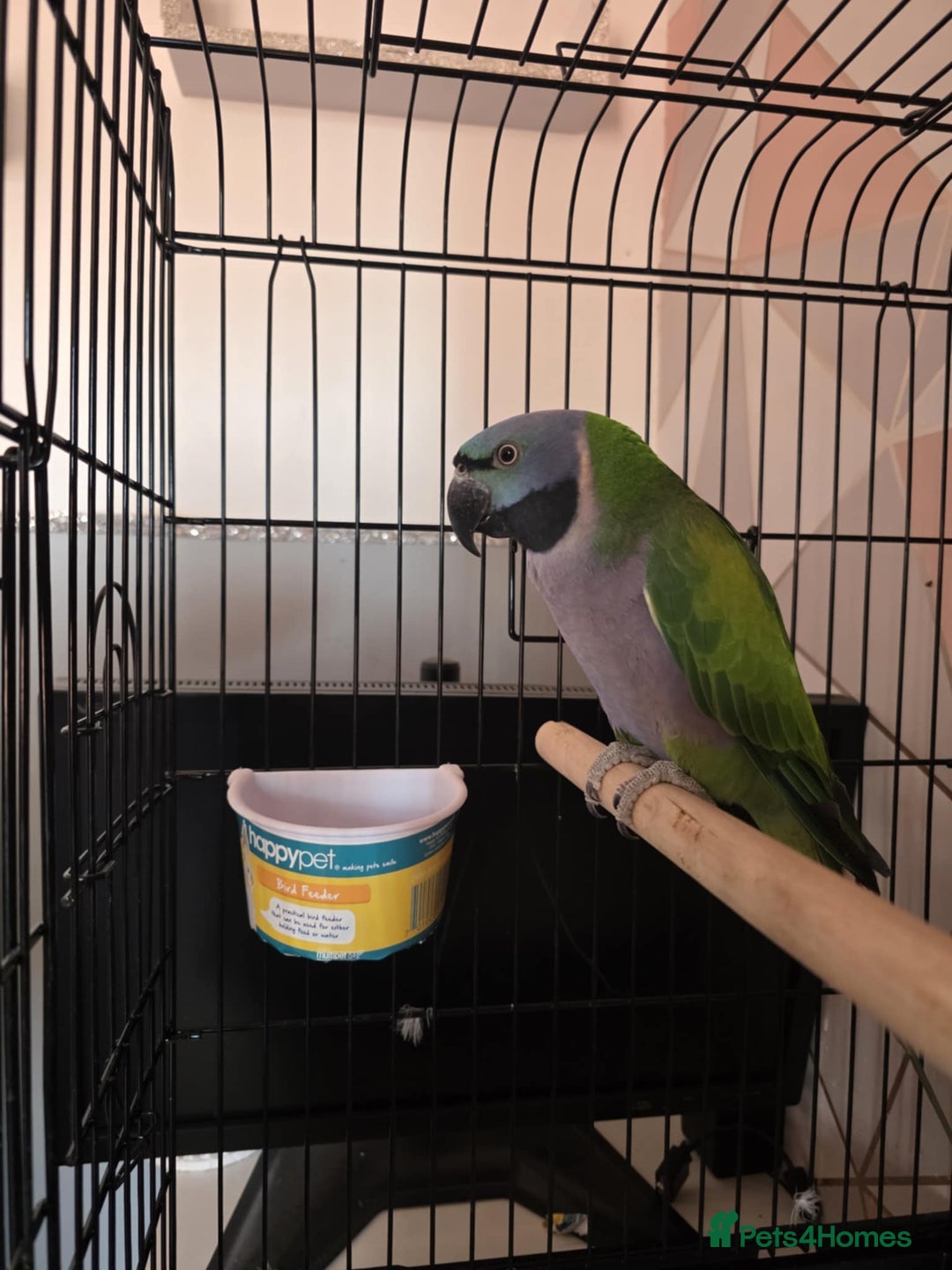 Parrots birds for sale: Derbyan parrot - Image 2