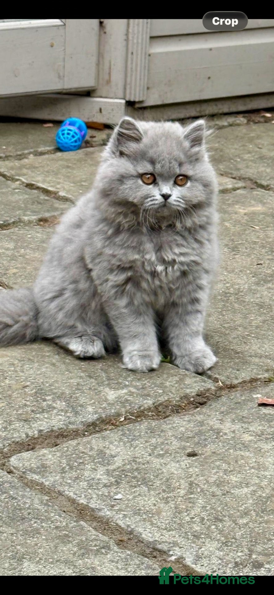 British Shorthair cats Last Kitten Reduced! - Advert 1