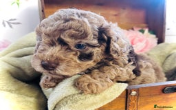 Cavapoochon dogs for sale: F1b Cavapoochon  - Image 17