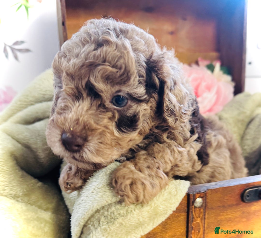 Cavapoochon dogs for sale: F1b Cavapoochon  - Image 17