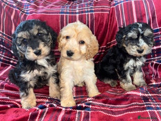 Cockapoo dogs F1 Cockapoo Puppies - Advert 6