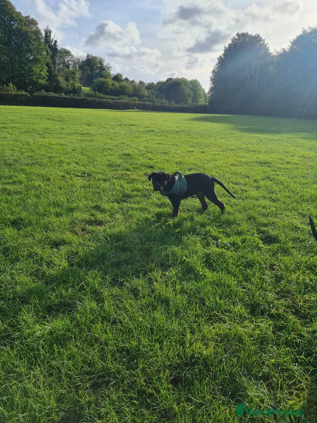 Mixed Breed dogs for sale: Male named azbo in Torquay - Advert 2