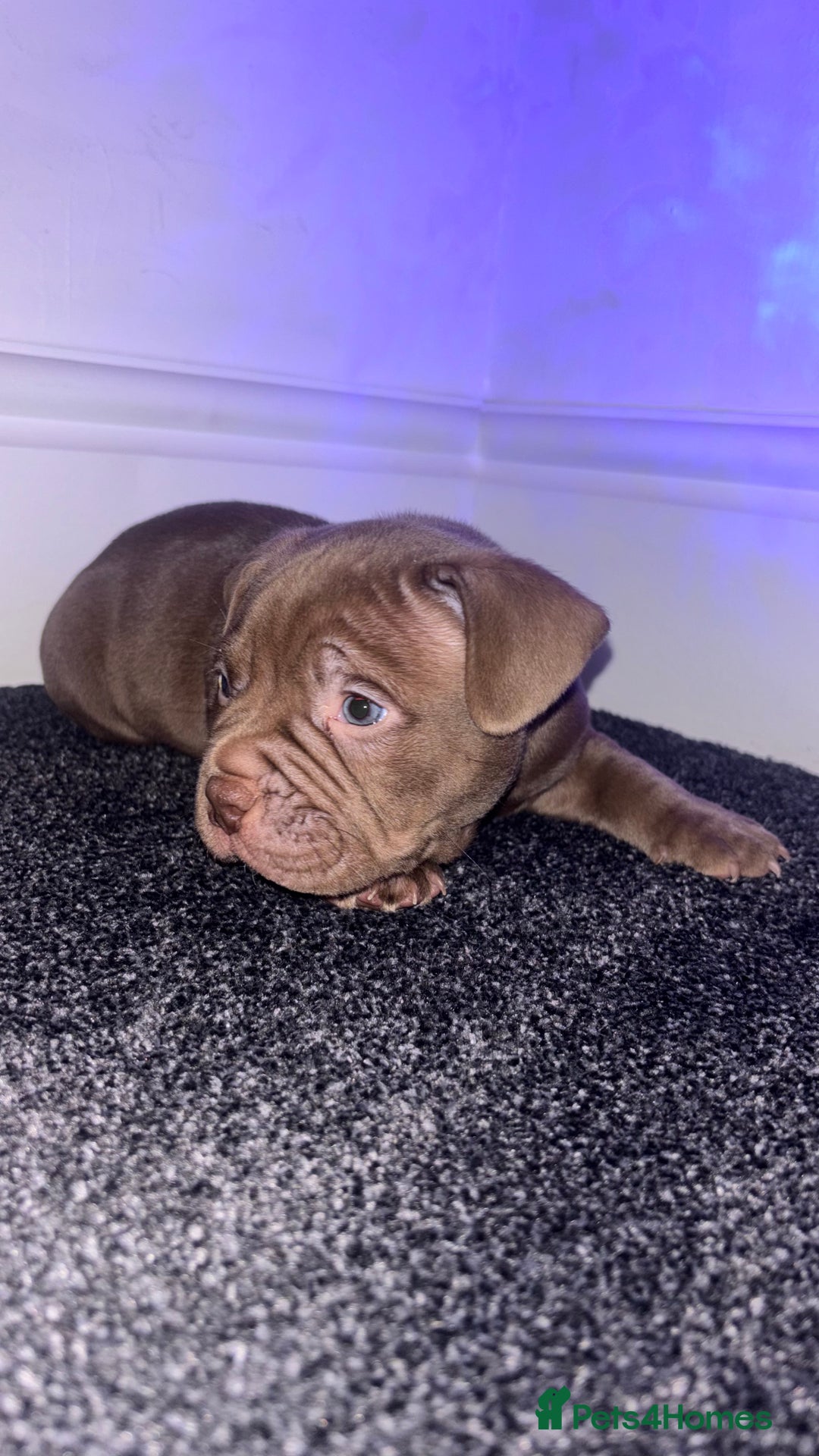 American Bully dogs for sale: Pocket bully pups ready too leave 11th dec - Advert 10