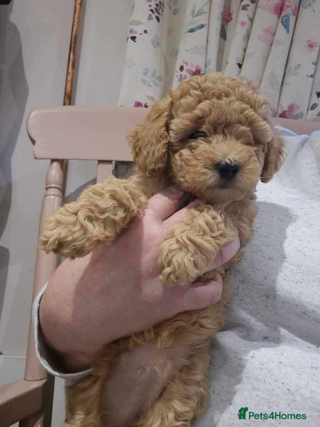 Miniature Poodle dogs for sale: Stunning poodles puppies  ready now   - Advert 10