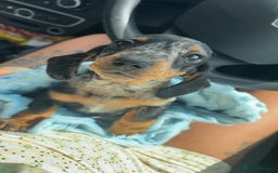 Miniature Dachshund dogs for sale: *REDUCED* 2 stunning female pups left - Image 32