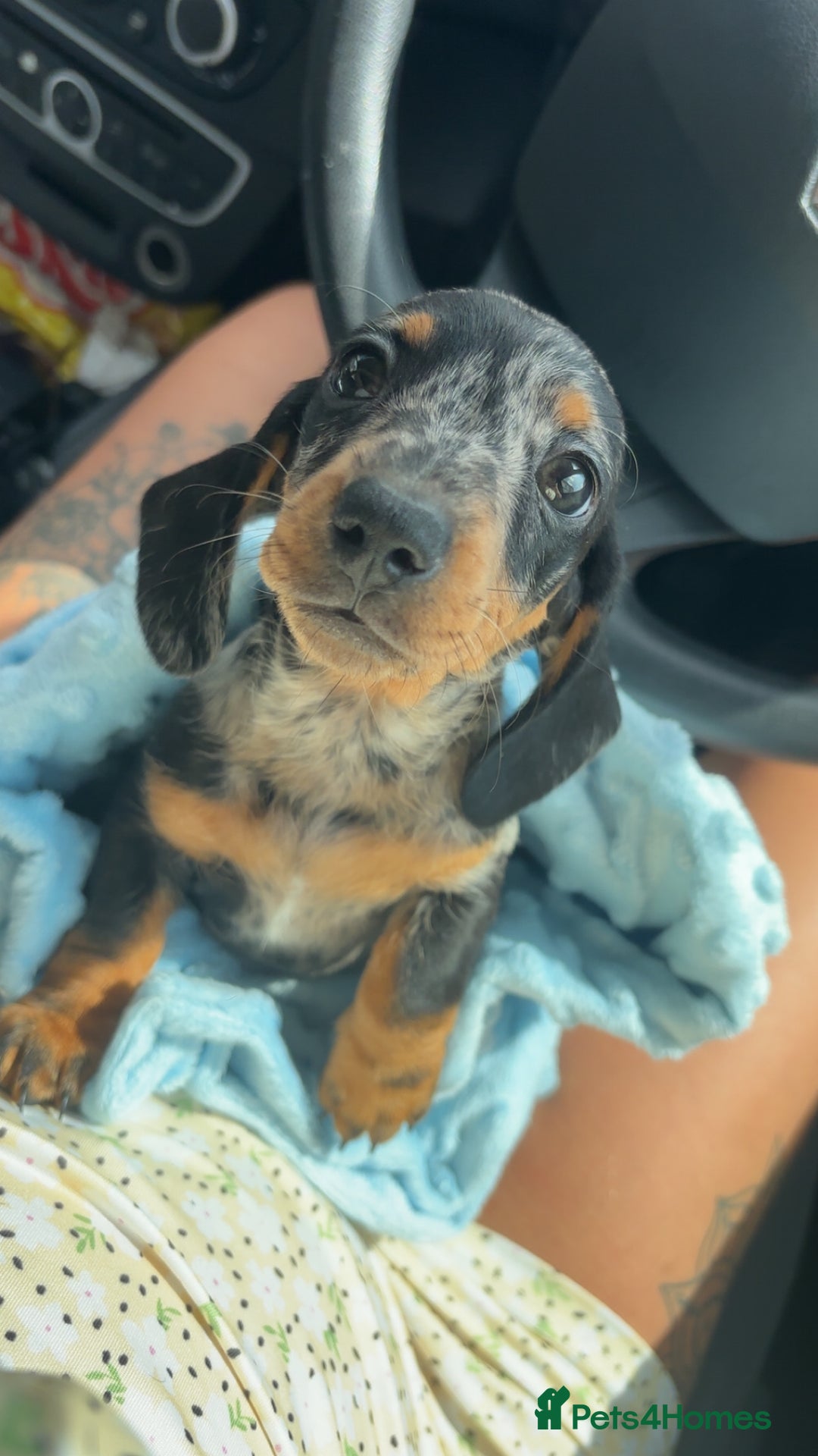 Miniature Dachshund dogs for sale: *REDUCED* 2 stunning female pups left - Image 32